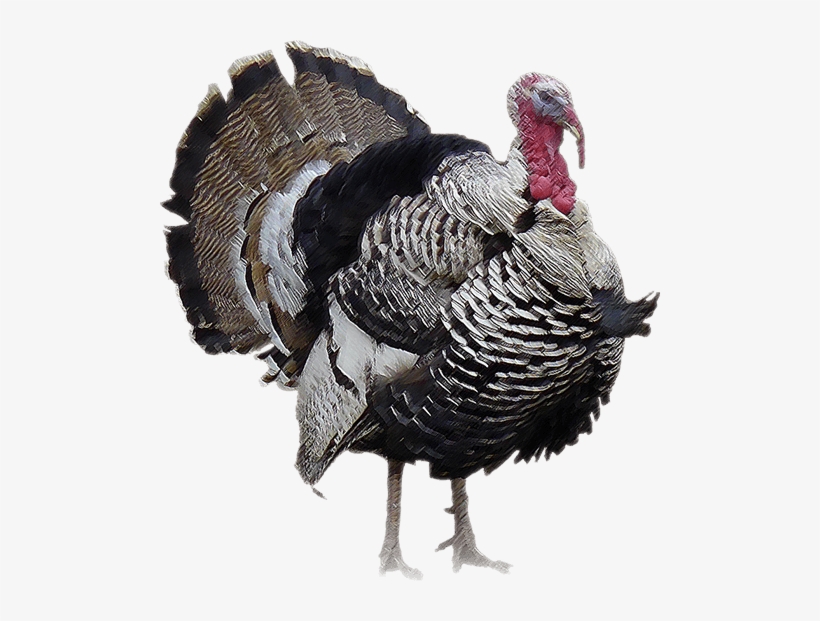 Detail Wild Turkey Png Nomer 20