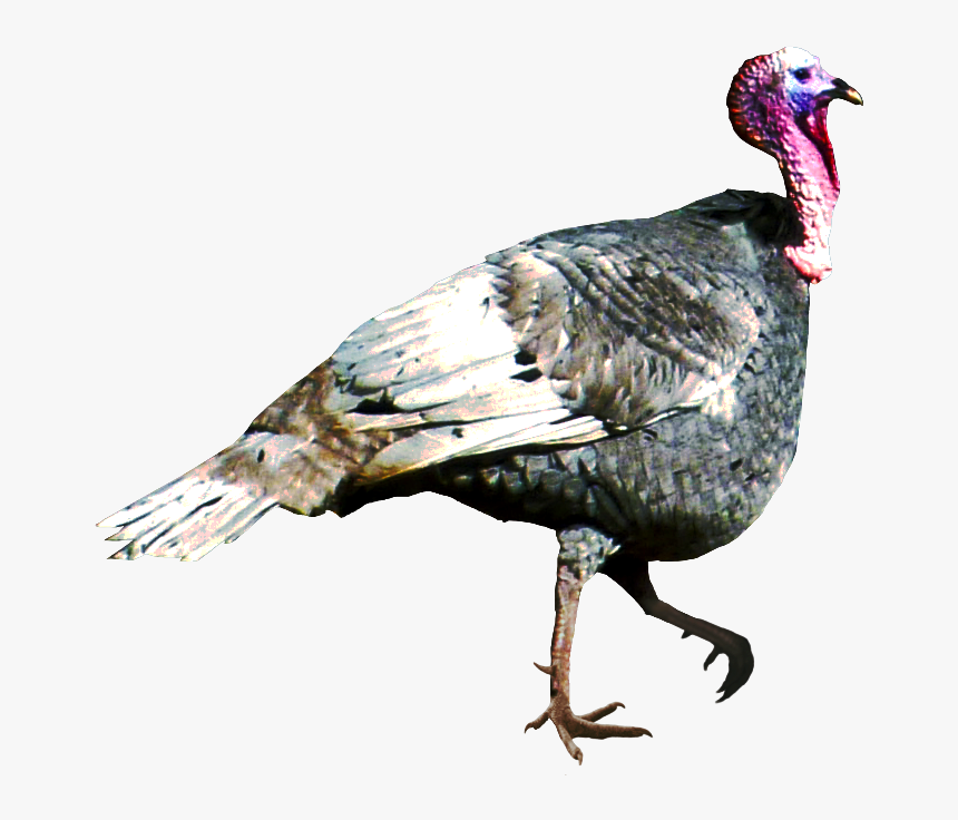 Detail Wild Turkey Png Nomer 3