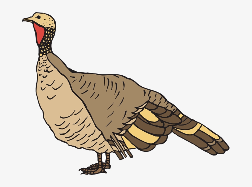 Detail Wild Turkey Png Nomer 24