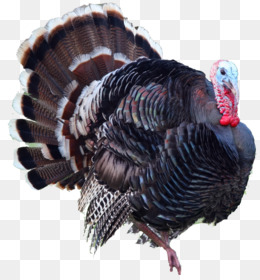 Detail Wild Turkey Png Nomer 4