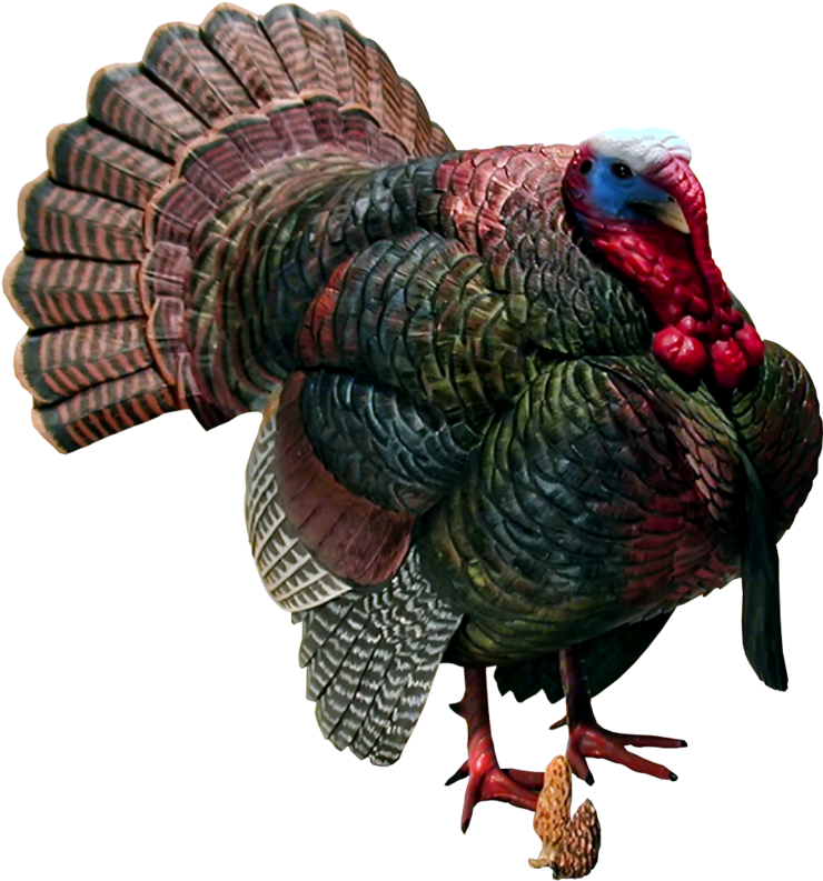 Detail Wild Turkey Png Nomer 32