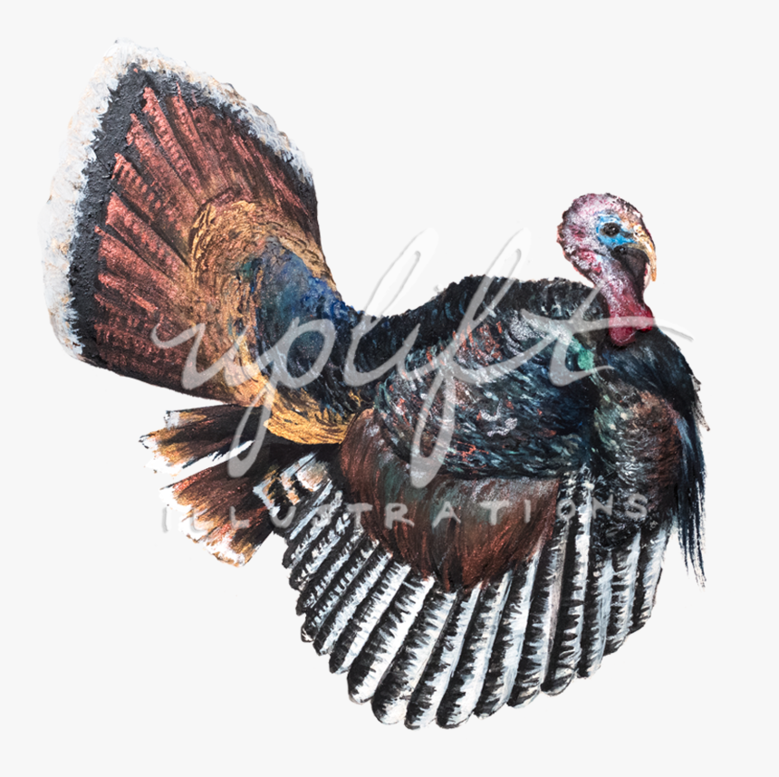 Detail Wild Turkey Png Nomer 39