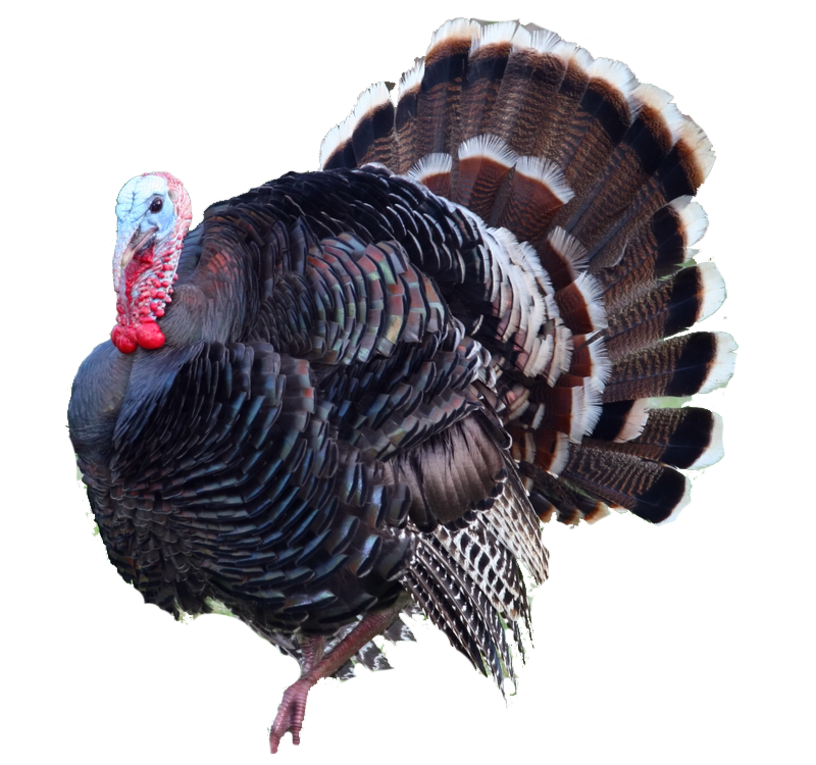 Detail Wild Turkey Png Nomer 44