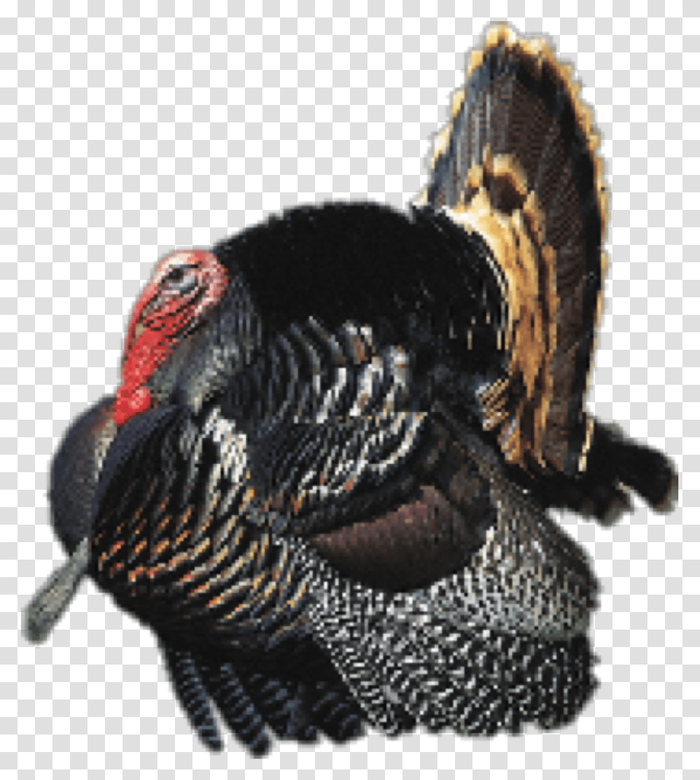 Detail Wild Turkey Png Nomer 52