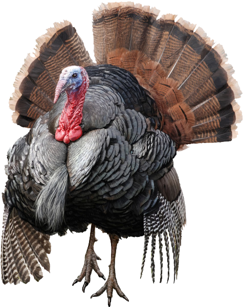 Detail Wild Turkey Png Nomer 53