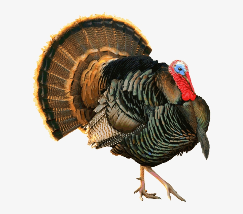 Detail Wild Turkey Png Nomer 8