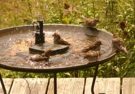 Detail Wild Wings Hummingbird Bath Nomer 22