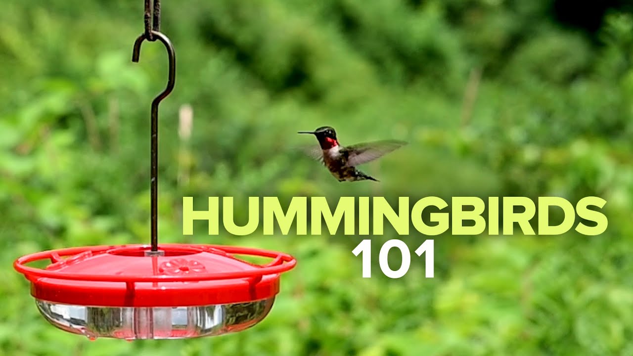 Detail Wild Wings Hummingbird Bath Nomer 39