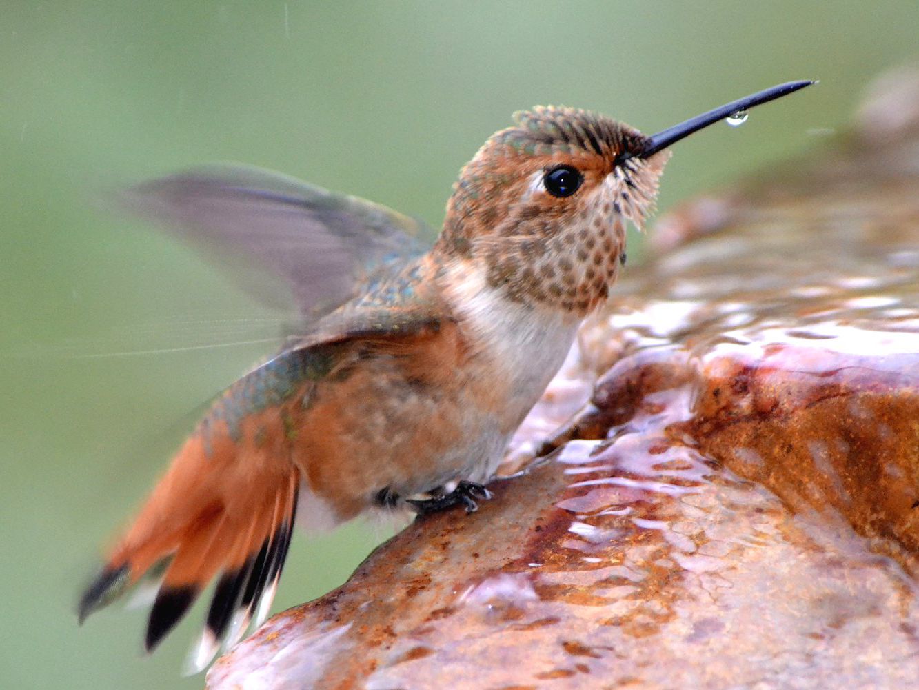 Detail Wild Wings Hummingbird Bath Nomer 8