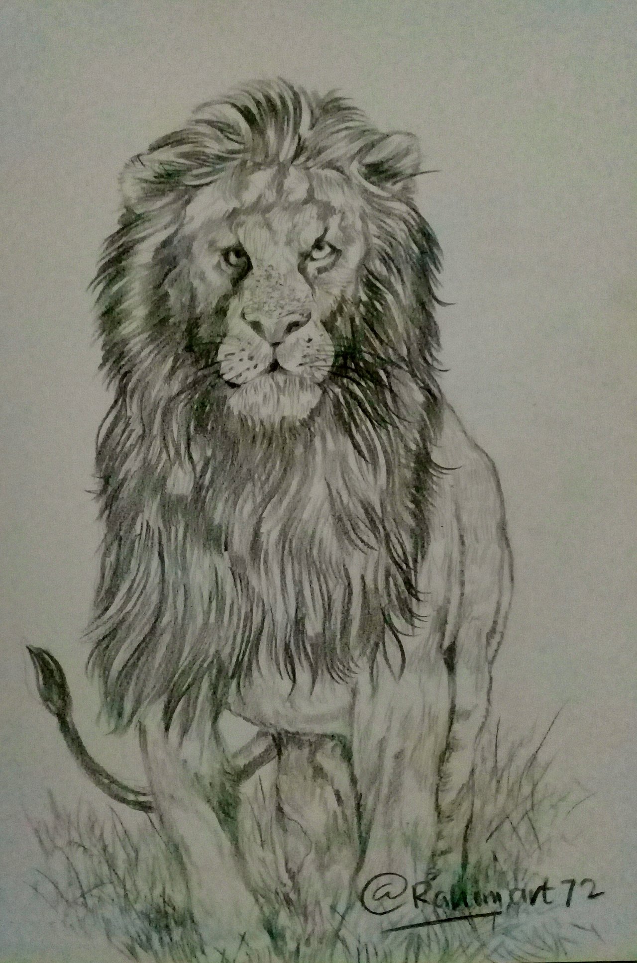Detail Sketsa Singa Nomer 44