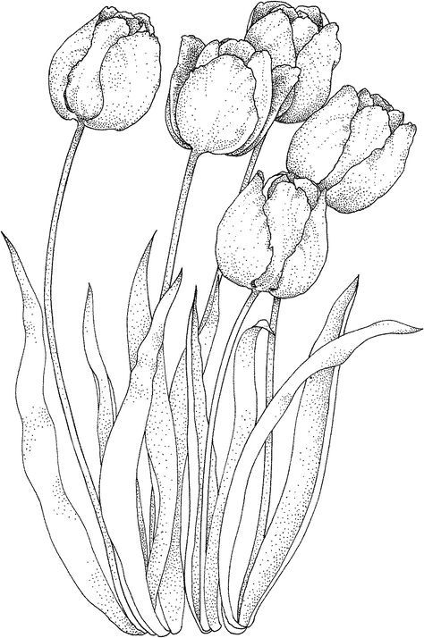 Detail Sketsa Tulip Nomer 7