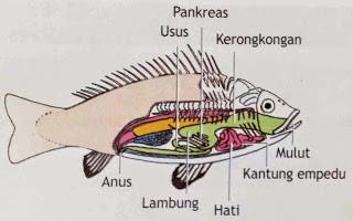 Detail Skripsi Ikan Mas Pdf Nomer 47