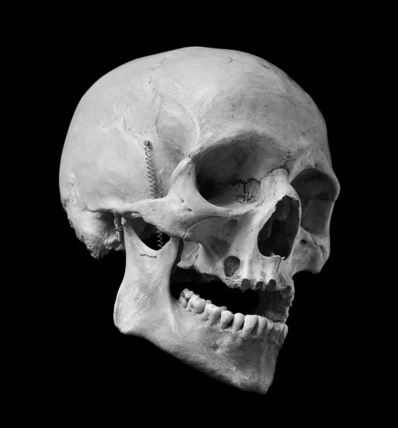 Detail Skull Black And White Nomer 34