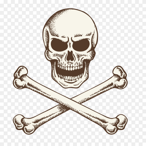Detail Skull Bones Png Nomer 30