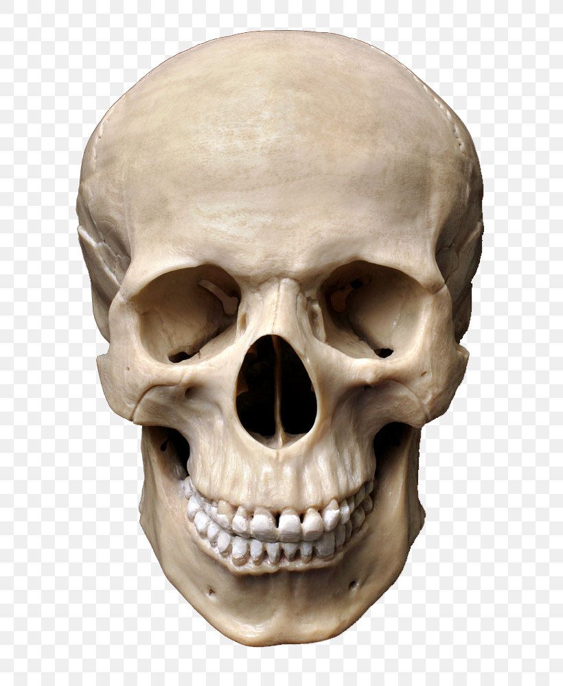 Detail Skull Bones Png Nomer 34