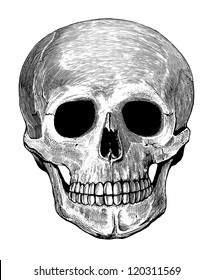 Detail Skull Clear Background Nomer 4