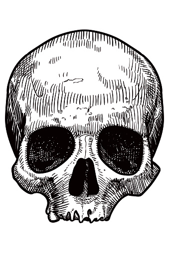 Detail Skull Clipart Nomer 22