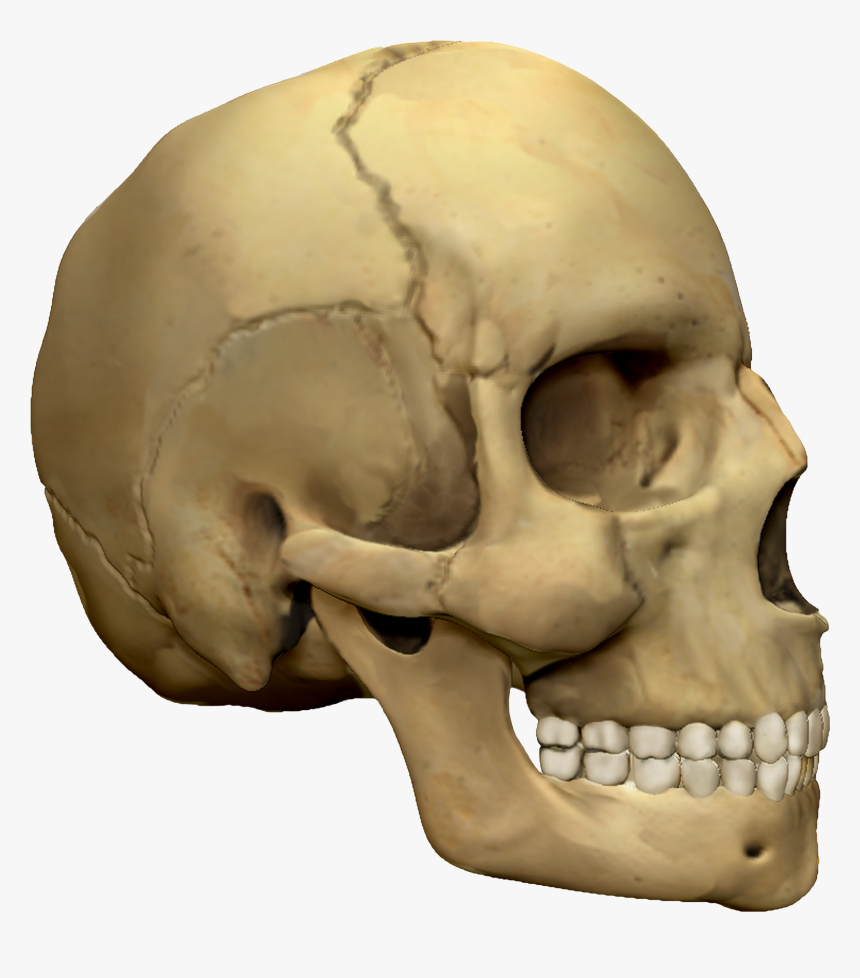 Detail Skull Download Free Nomer 30