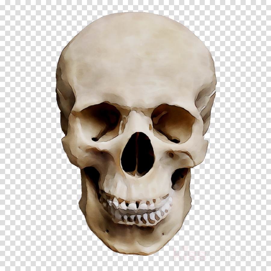 Detail Skull Face Transparent Nomer 22