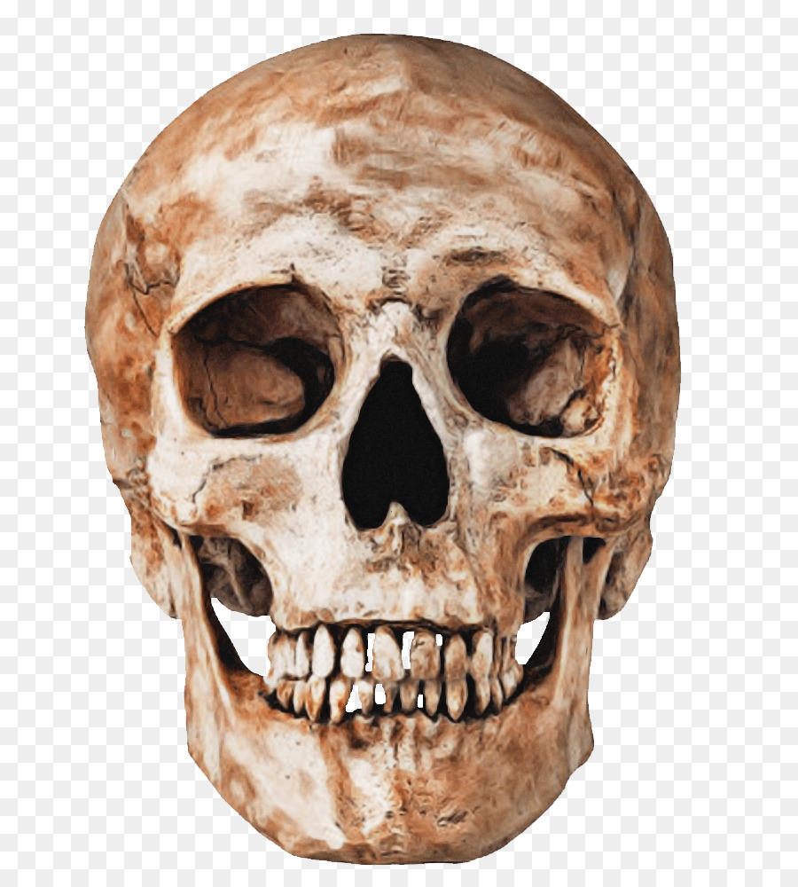 Detail Skull Face Transparent Nomer 6