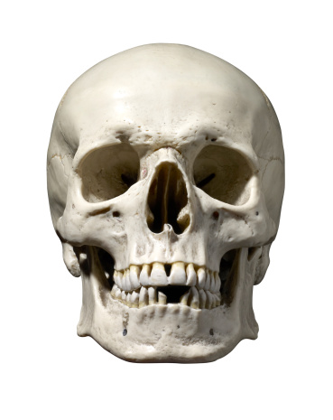 Detail Skull Head Images Nomer 25