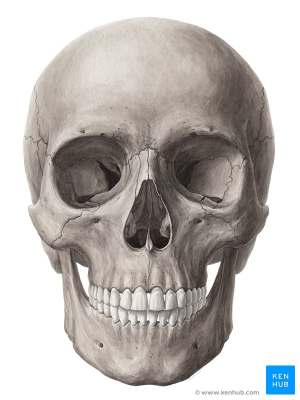 Detail Skull Head Images Nomer 6