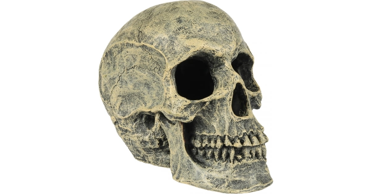 Detail Skull Head Images Nomer 49