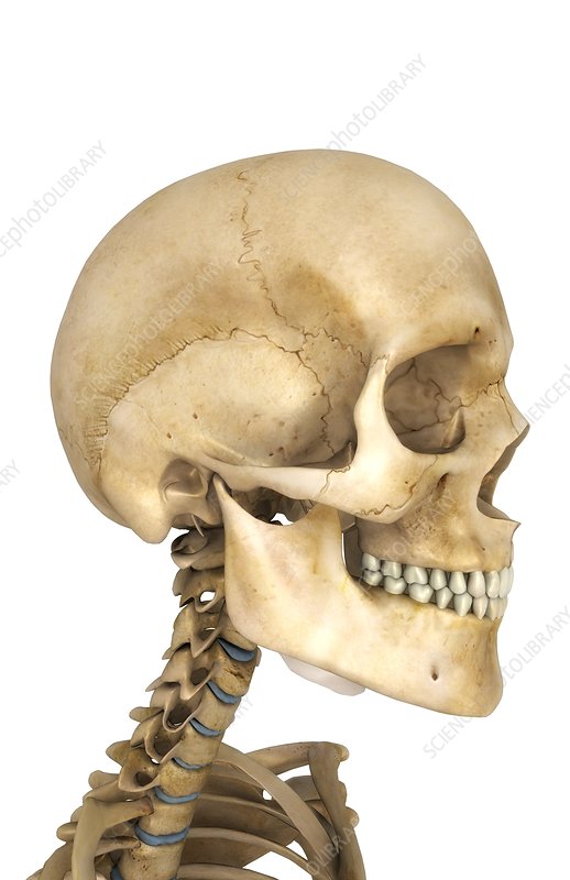 Detail Skull Head Images Nomer 53