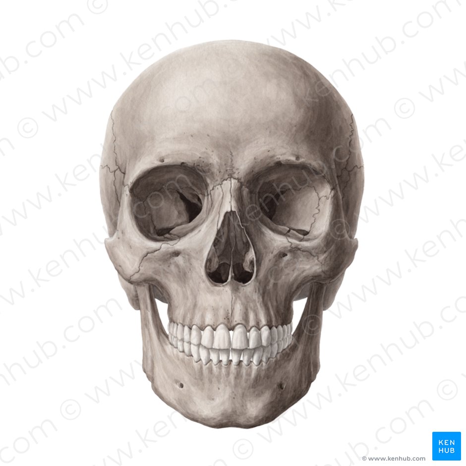 Detail Skull Image Nomer 2