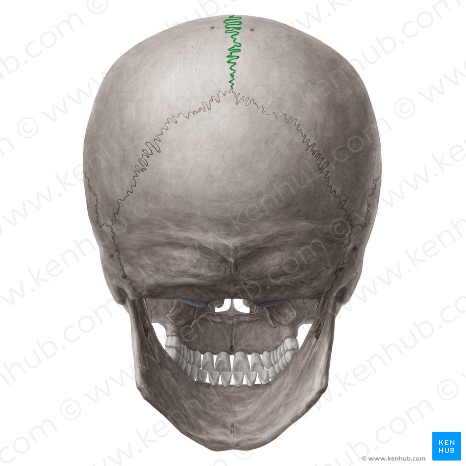 Detail Skull Image Nomer 28