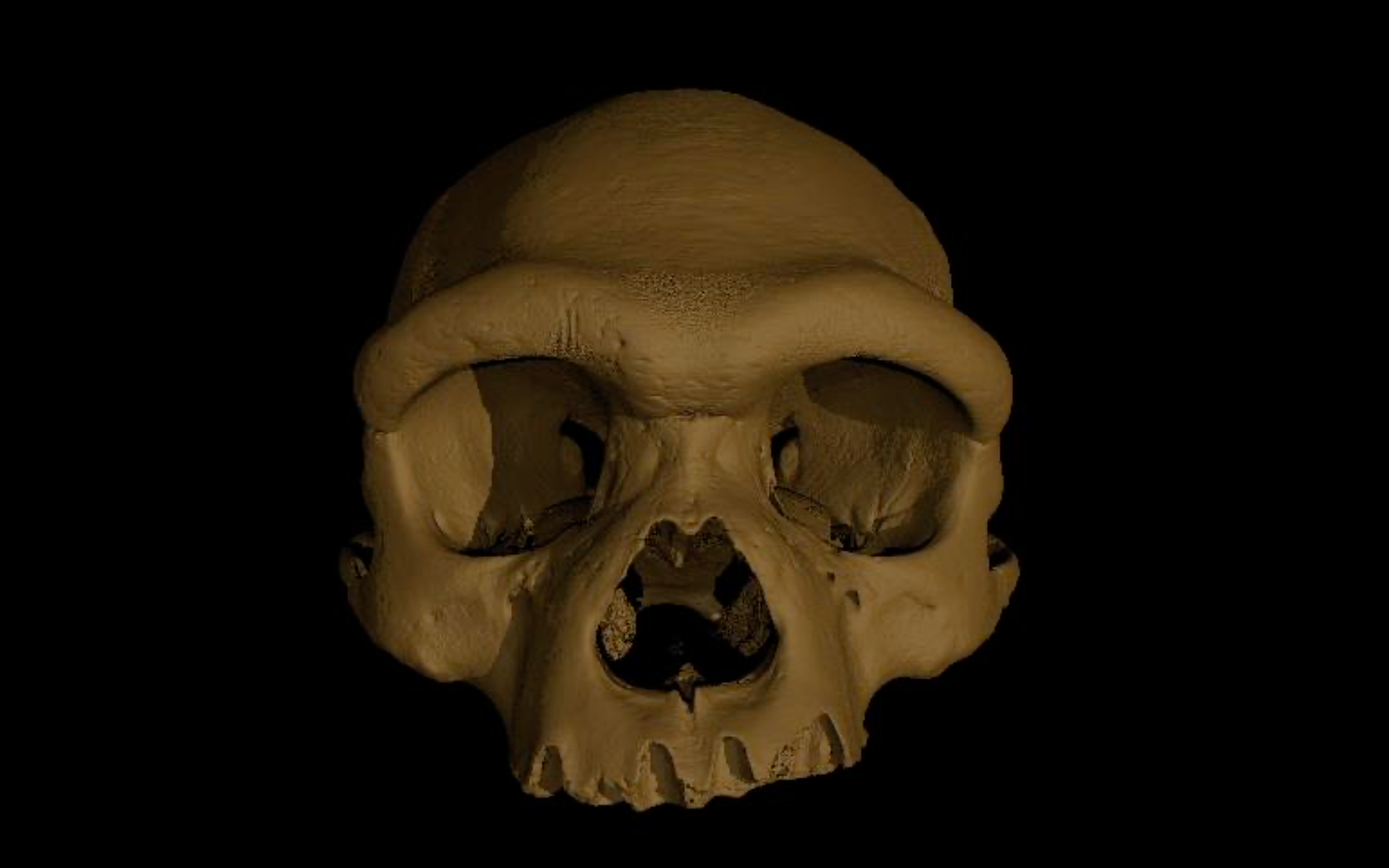 Detail Skull Image Nomer 33