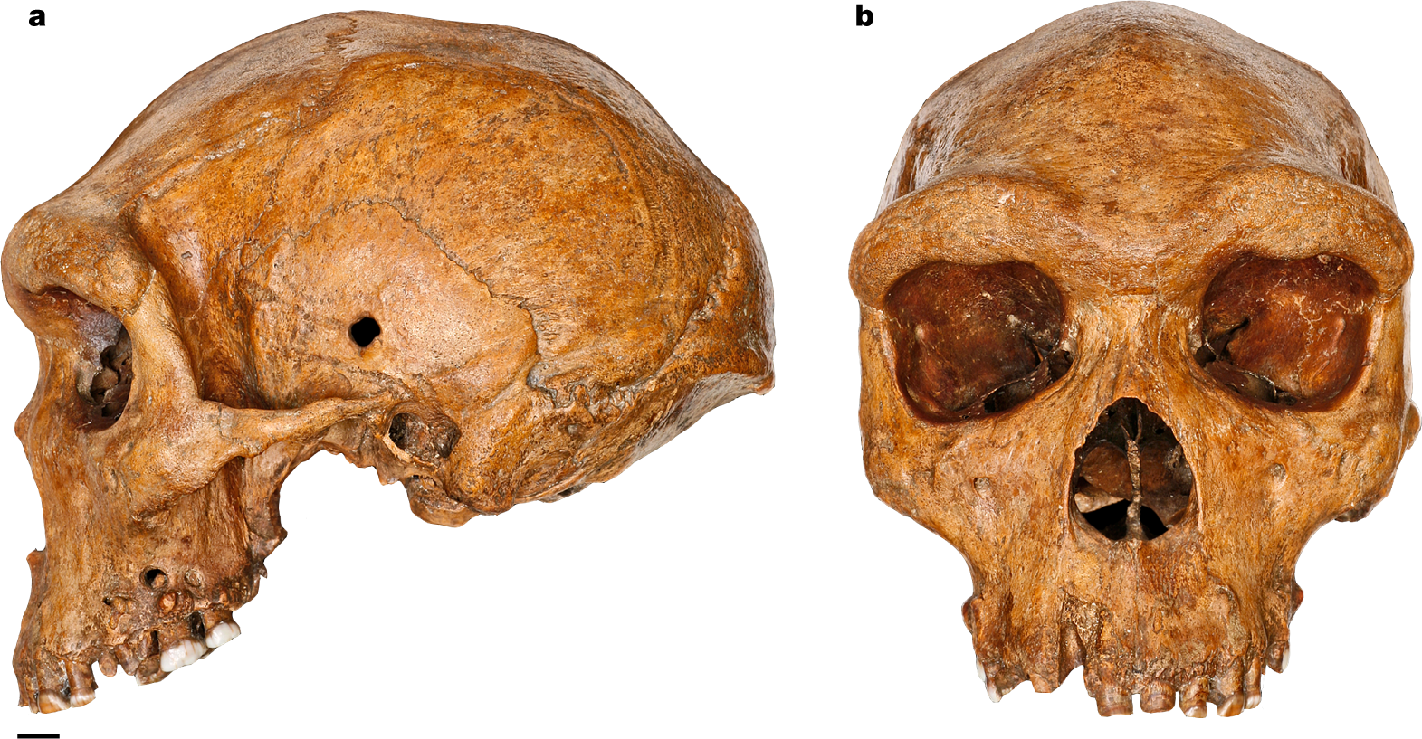 Detail Skull Image Nomer 47