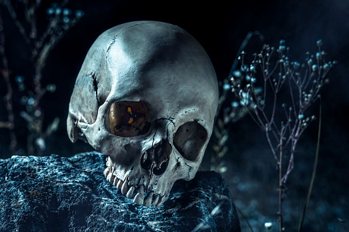 Detail Skull Image Free Download Nomer 10