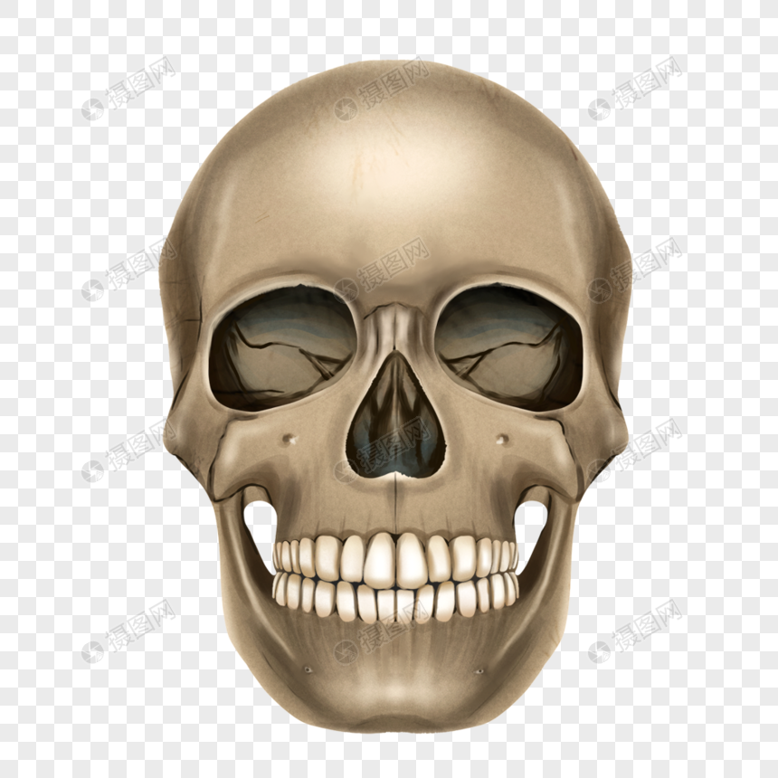 Download Skull Images Free Download Nomer 37