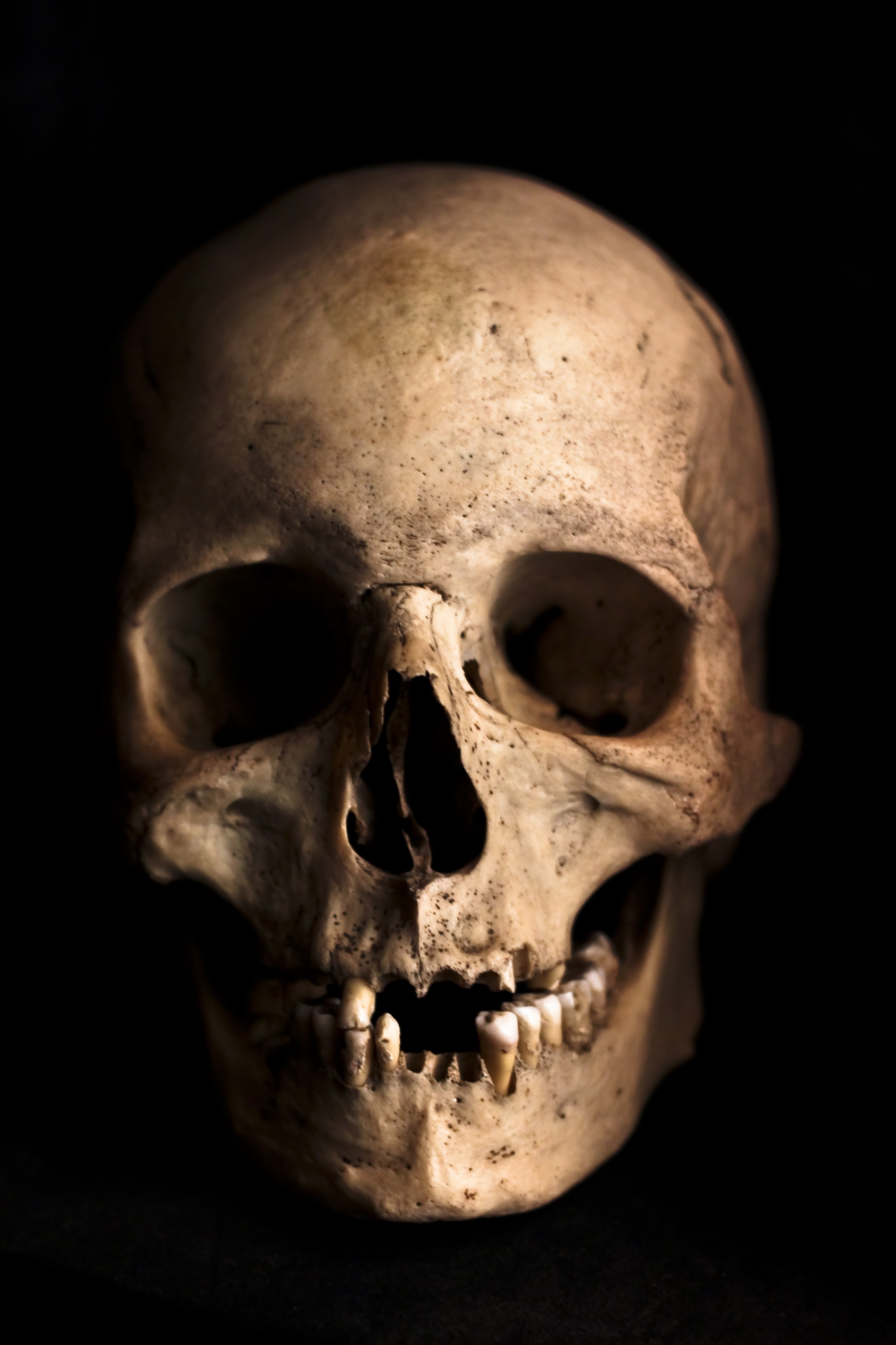 Detail Skull Images Free Download Nomer 40