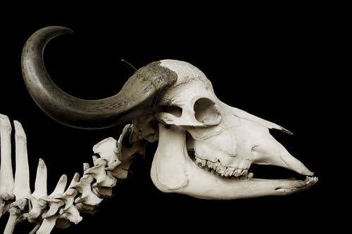 Detail Skull Images Free Download Nomer 47