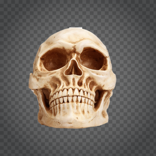 Detail Skull Images Free Download Nomer 49