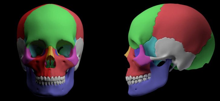 Detail Skull Images Free Download Nomer 52