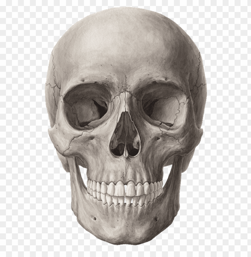 Detail Skull Ong Nomer 3