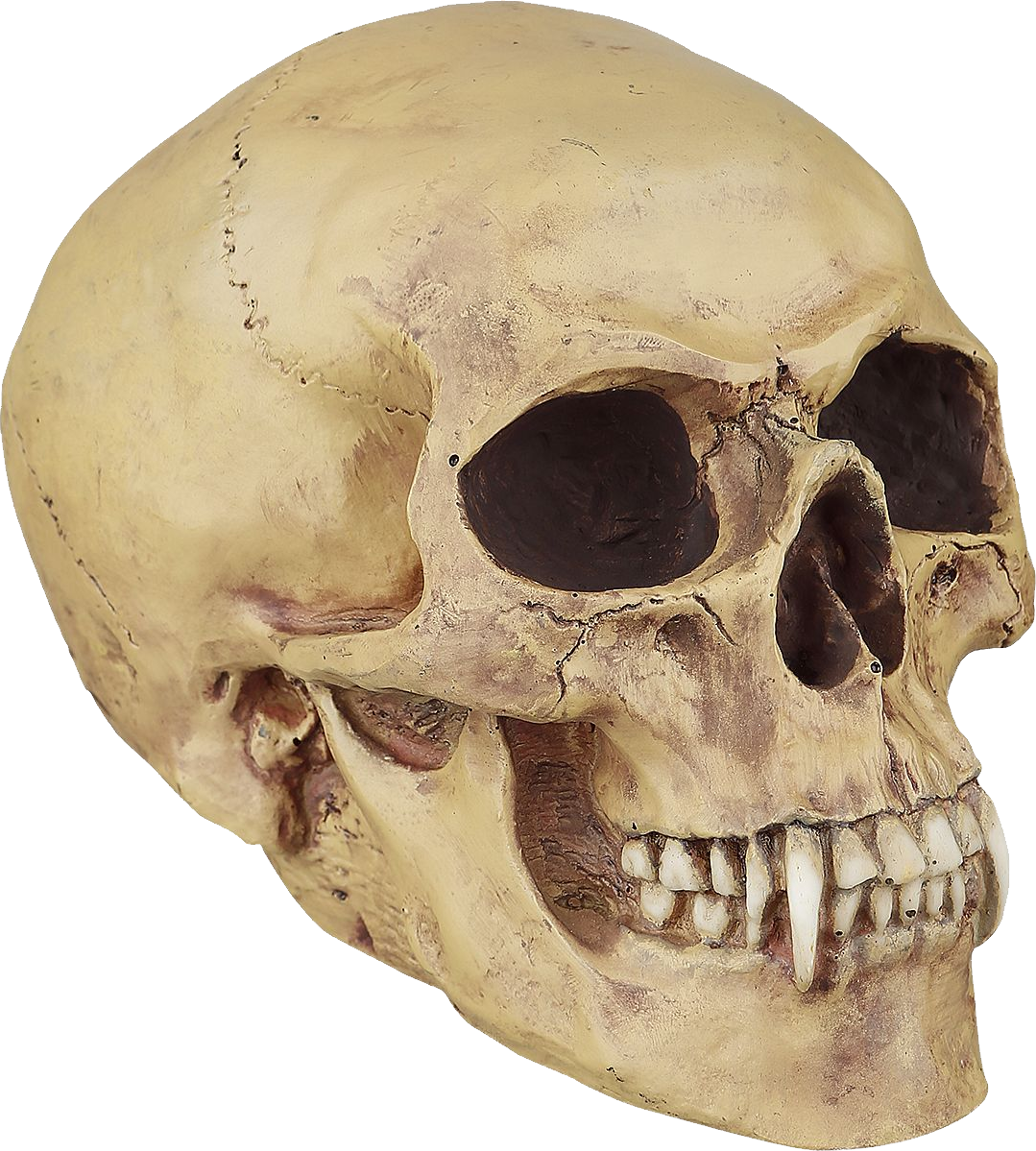 Detail Skull Ong Nomer 22