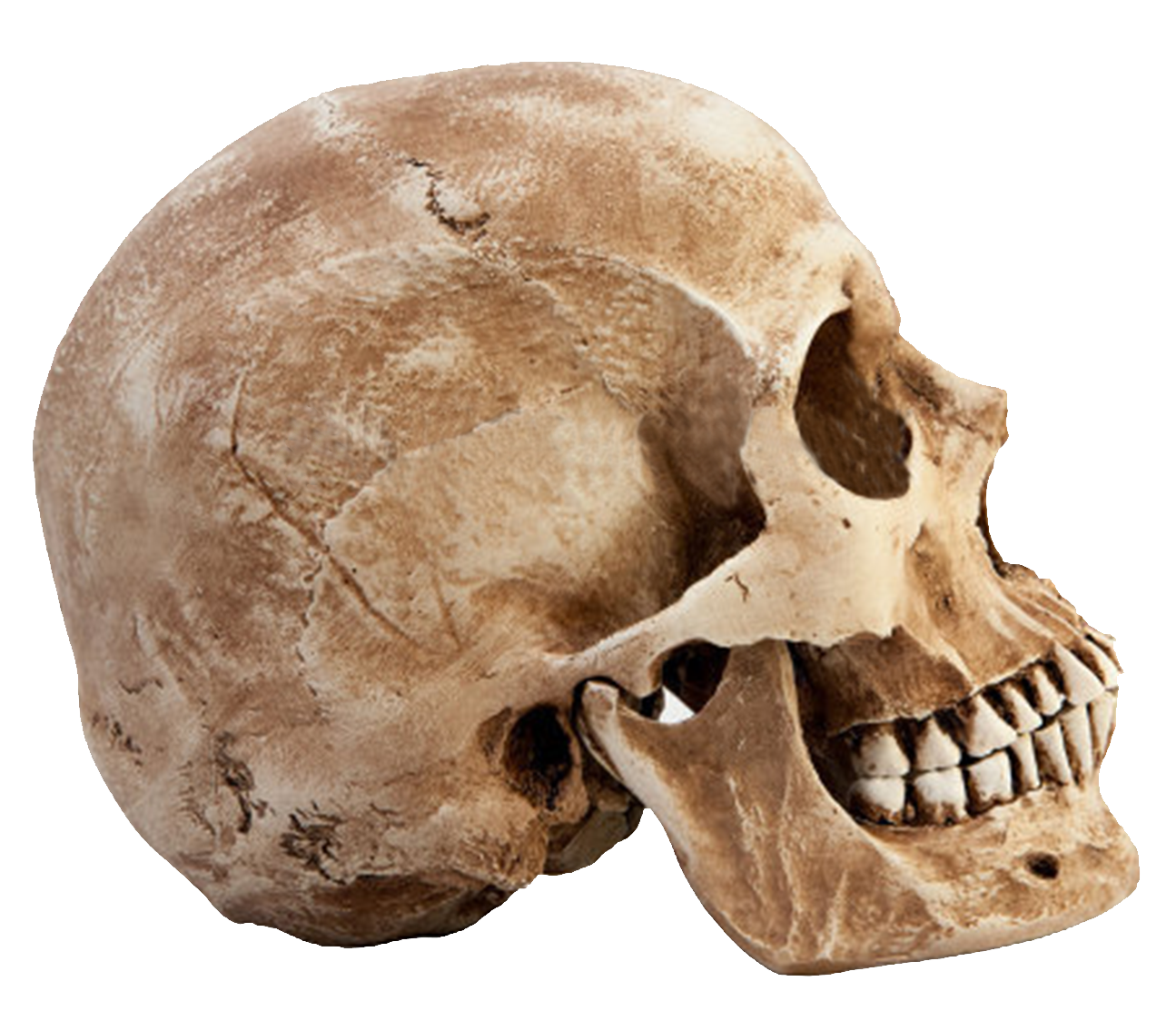 Detail Skull Ong Nomer 28