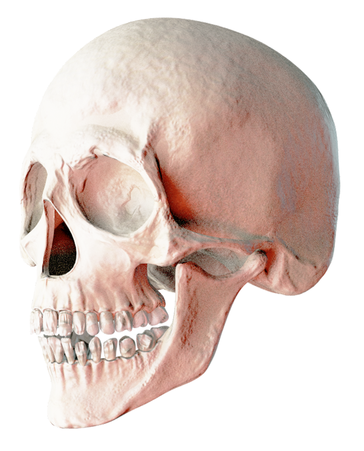 Detail Skull Ong Nomer 31