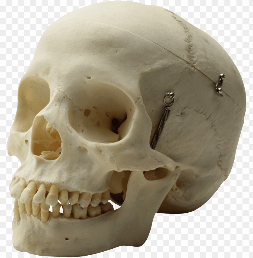 Detail Skull Ong Nomer 34