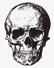 Detail Skull Ong Nomer 39