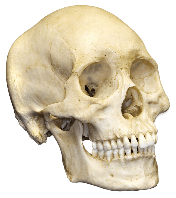 Detail Skull Ong Nomer 48