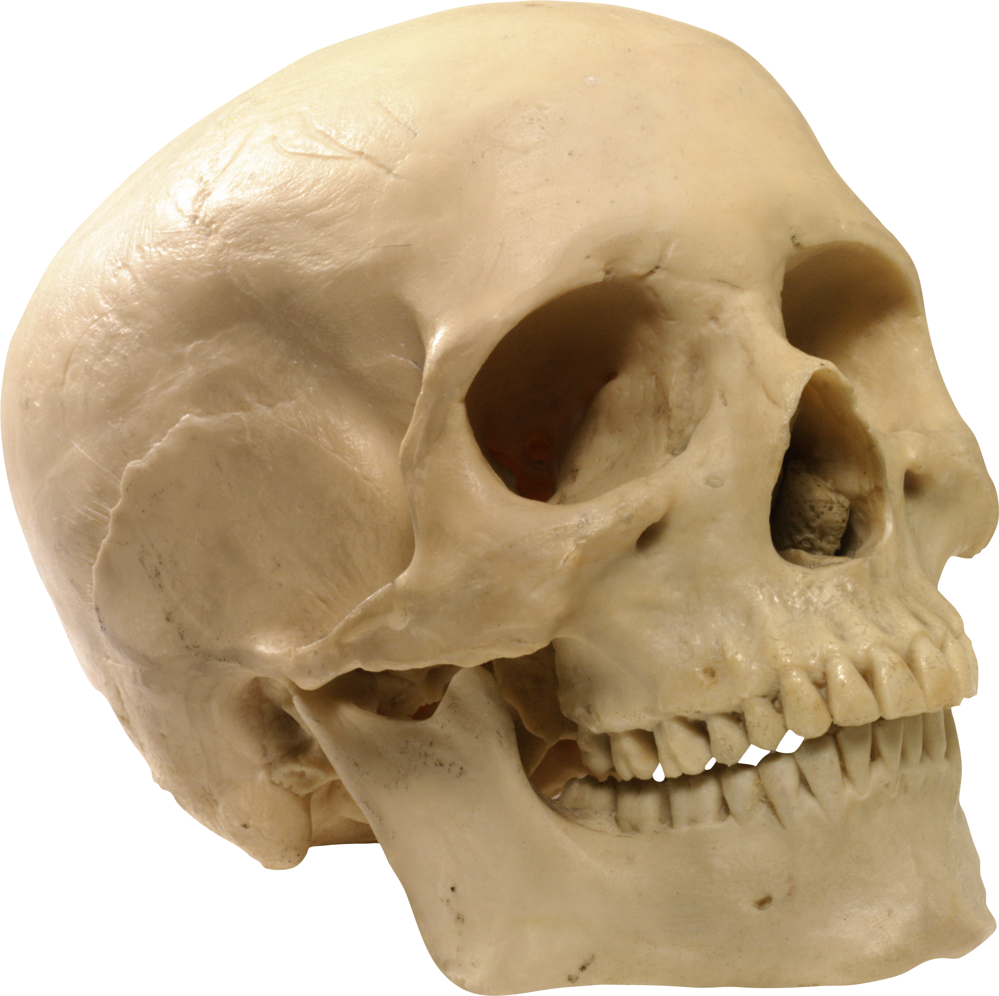 Detail Skull Ong Nomer 9