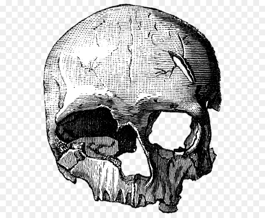 Detail Skull Outline Png Nomer 31