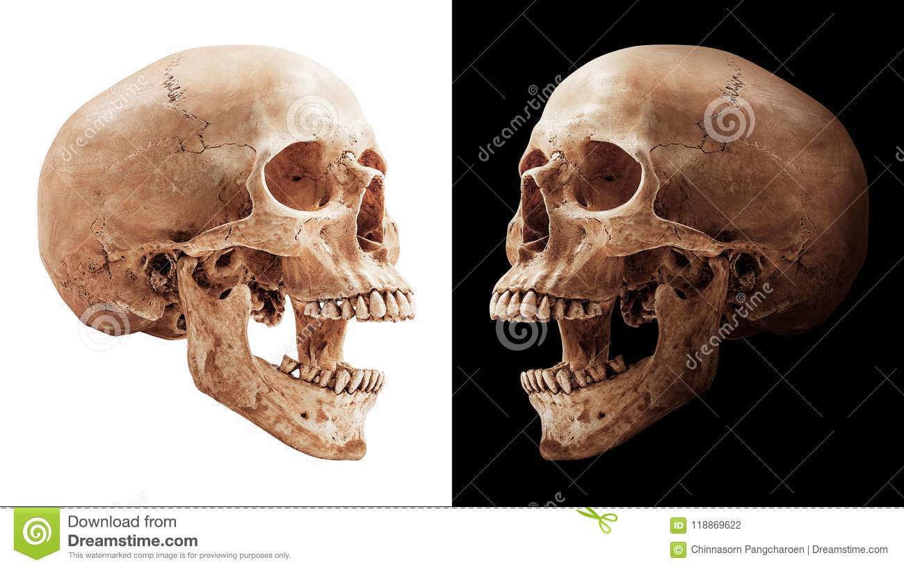 Detail Skull Pics Download Nomer 28