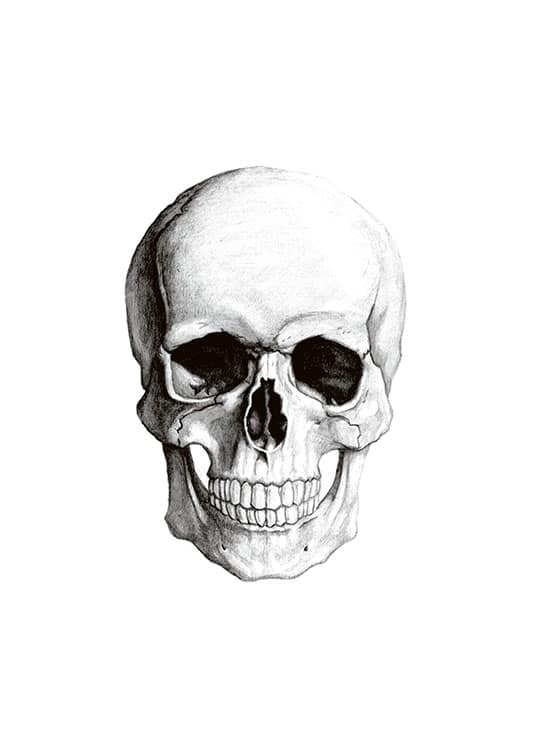 Detail Skull Picture Nomer 2