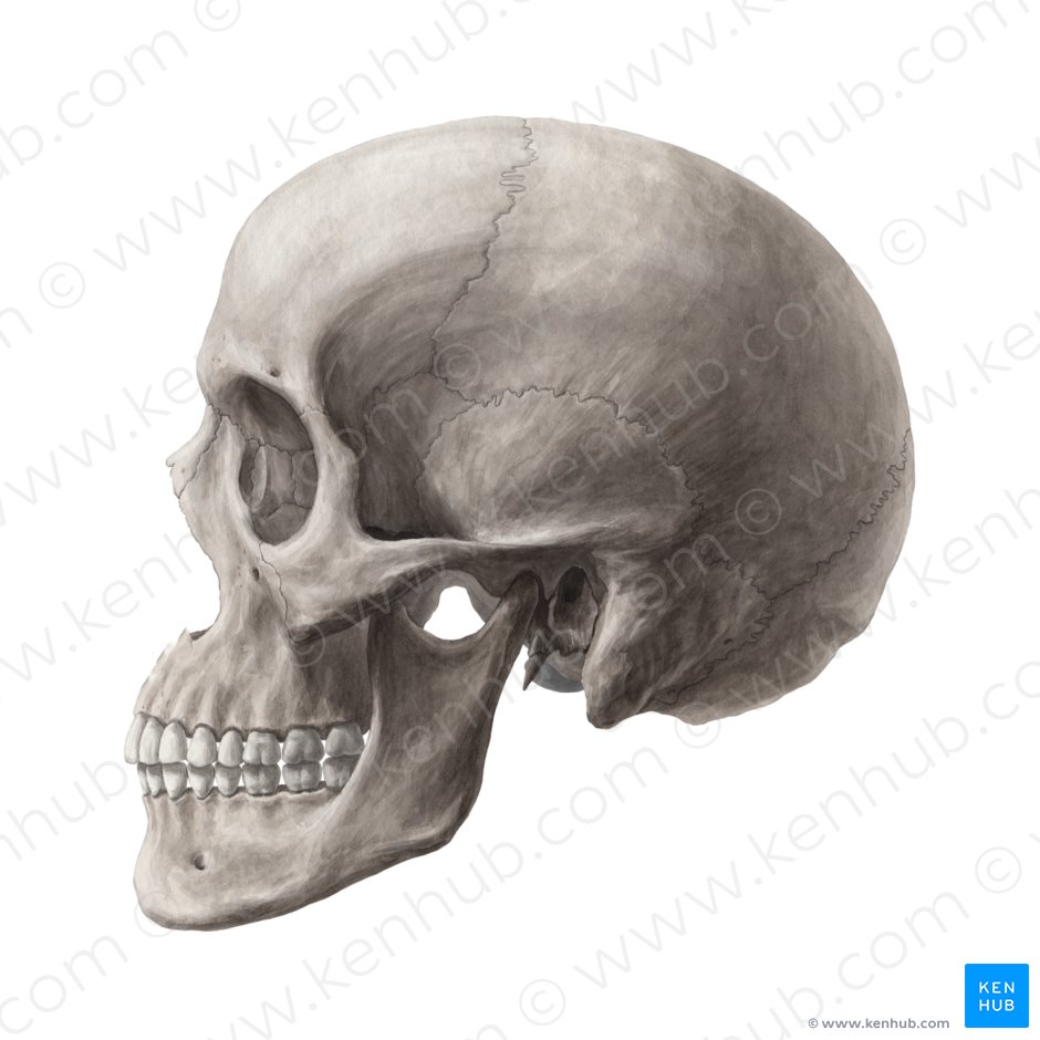 Detail Skull Picture Nomer 13
